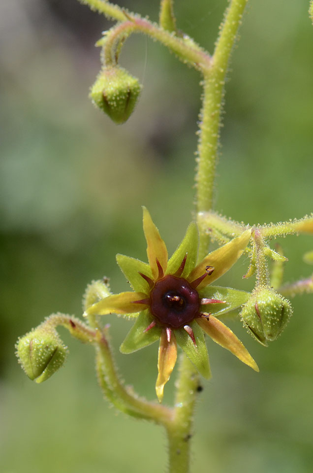 Saxifraga mutata / Sassifraga gialla aranciata